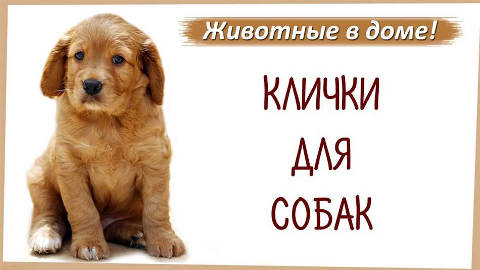 Какие бывают собачьи имена?