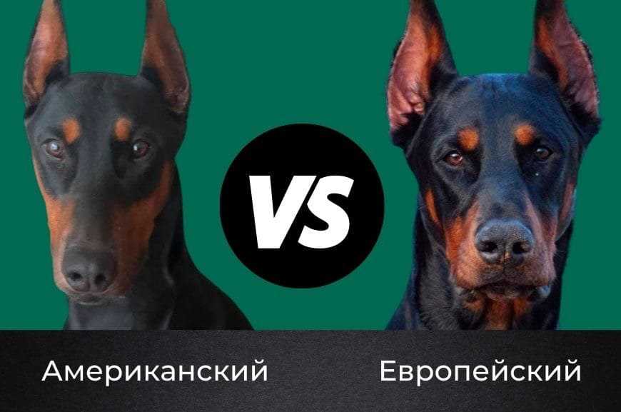 Какие бывают доберманы?