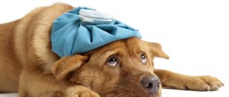 Какие болезни дыхательных путей у собак?