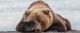 Какие болезни у медведя опасны для человека?