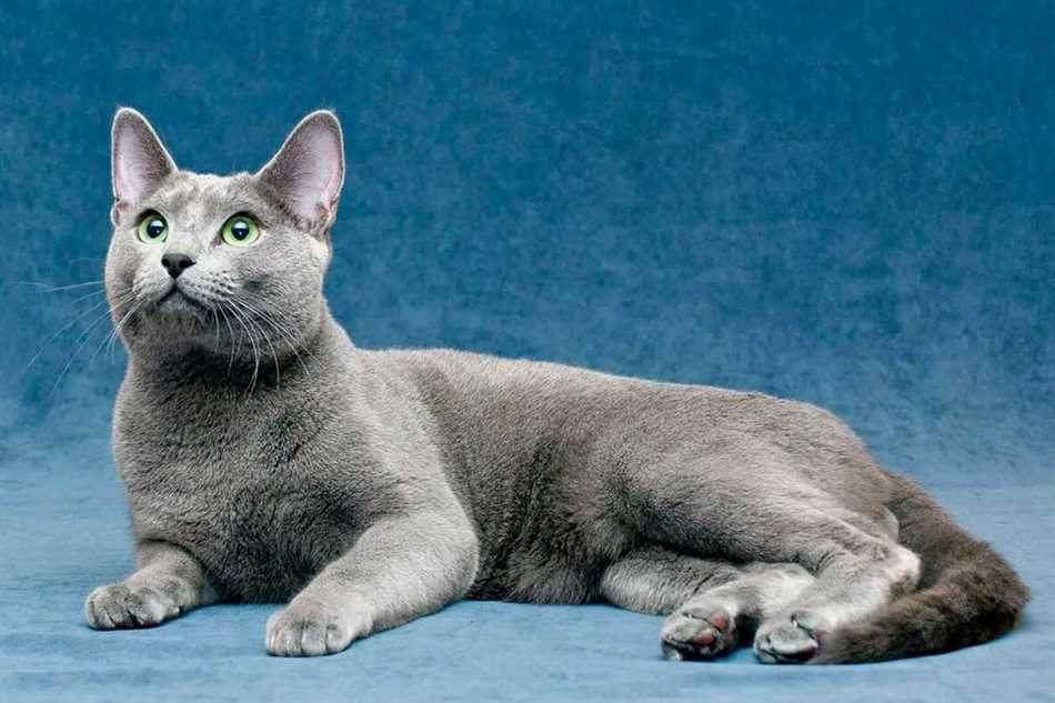 Какие болезни у русской голубой кошки?