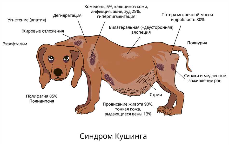 Болезни хвоста у собак и их симптомы