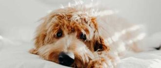 Какие эмоции испытывают собаки: их мир изнутри