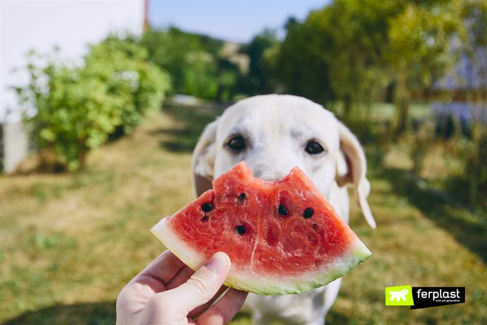 Фрукты, которые безопасны для собаки