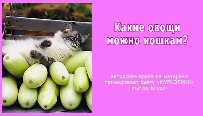 Какие фрукты можно котятам?