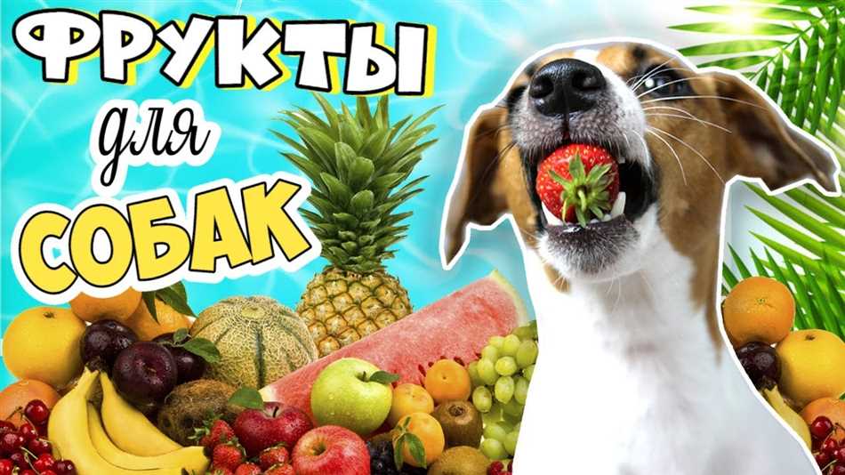 Какие фрукты можно собакам а какие нельзя?