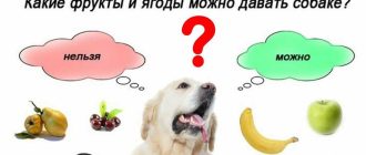 Какие фрукты нельзя давать собаке?