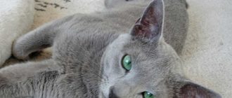 Какие глаза у русской голубой кошки?