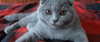 Какие и цвет глаз у шотландских кошек?