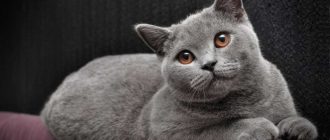 Какие имена у кошек девочек породы британская сиамская?