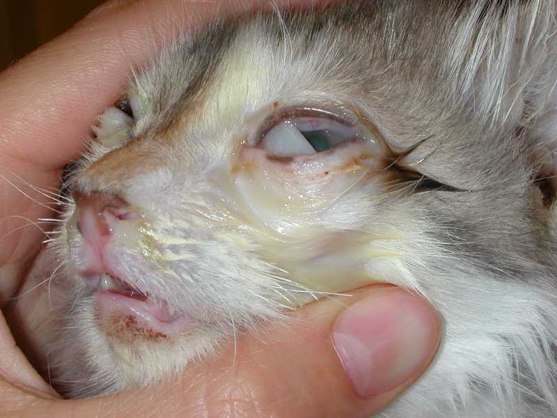 Симптомы и лечение инфекций у котов