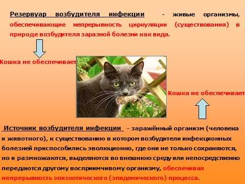 Какие кошачьи болезни передаются людям?