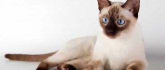 Какие кошки гипоаллергенные не вызывают аллергию у человека?