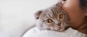 Какие кошки лечат болезни у человека?