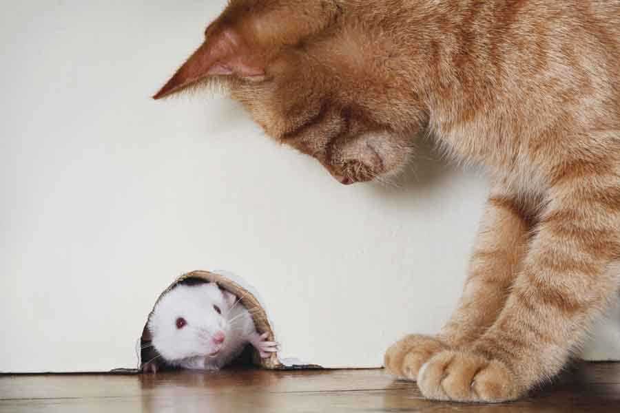 Какие кошки лучше ловят мышей?