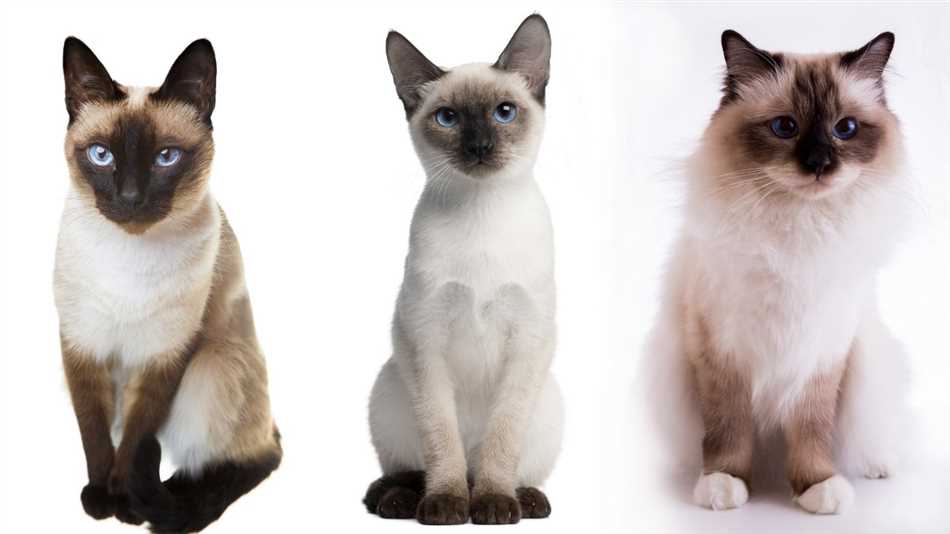 Какие кошки похожи на сиамских?