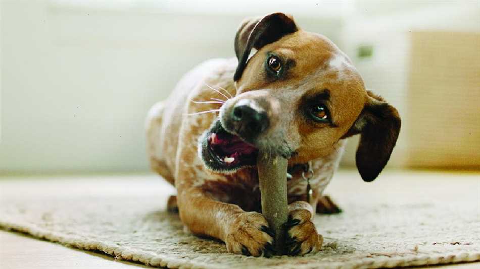 Какие кости можно давать собаке для чистки зубов?