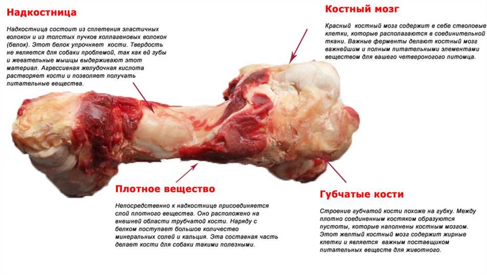 Какие кости нельзя давать собакам?