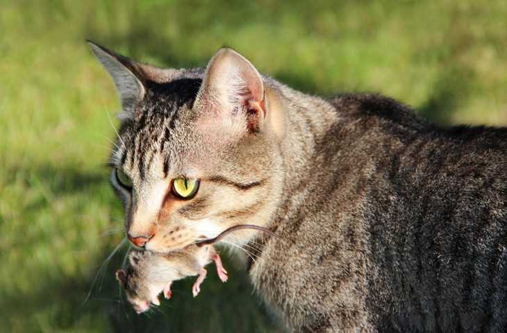 Какие коты ловят мышей?