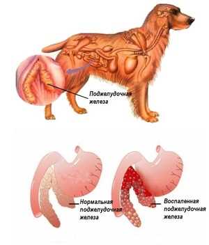 Традиционное лечение панкреатита у собак