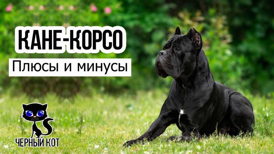 Здоровье и специфические проблемы породы