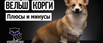 Какие минусы у корги?