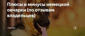 Какие минусы у немецкой овчарки?