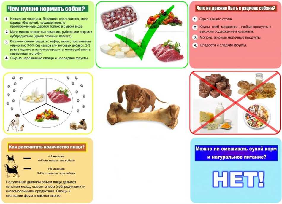 Рекомендуемые молочные продукты для собаки