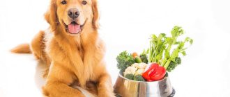 Какие овощи можно давать щенку в 2 месяца?