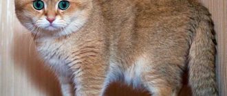 Какие по характеру прямоухие шотландские кошки?