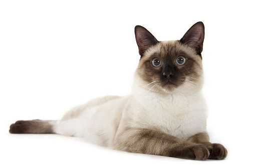 Бурманская кошка: низкий уровень аллергенов и минимальное линькование
