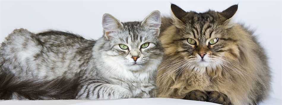 Породы кошек, которые лучше всего подходят для жизни в частном доме