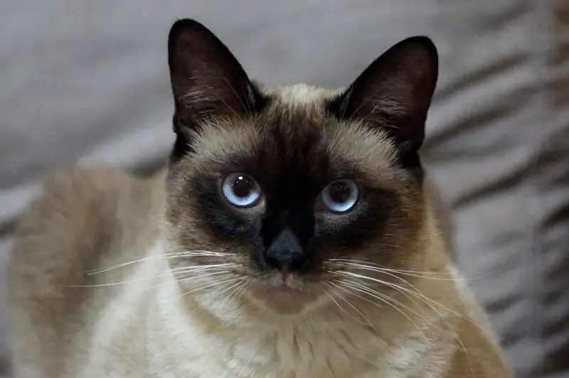 Тайская кошка: особенности породы