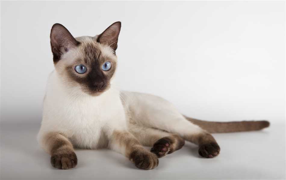 Какие породы похожи на тайскую кошку?