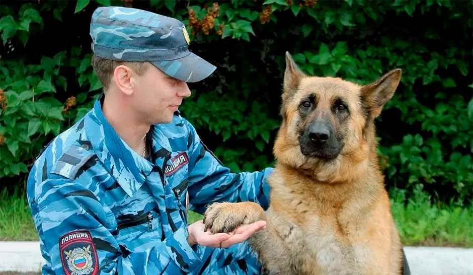 Преимущества образования кинолога