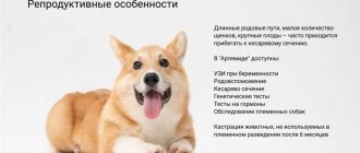 Какие проблемы у корги?