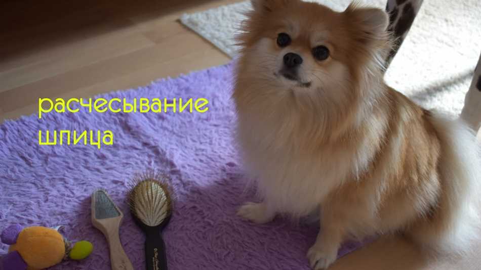 Какие расчески подходят для шпица?