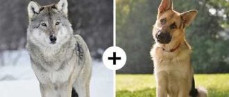 Какие размеры волка по сравнению с немецкой овчаркой?