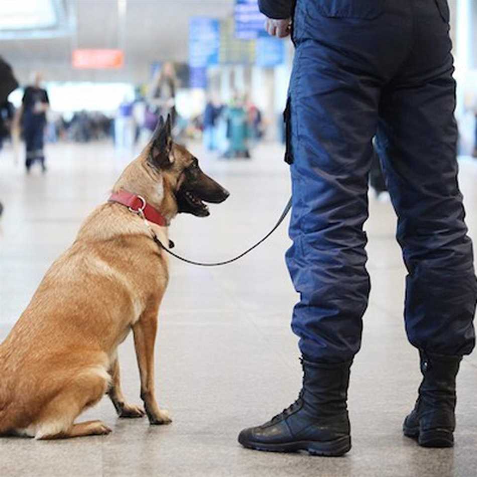 Белый швейцарский овчарка