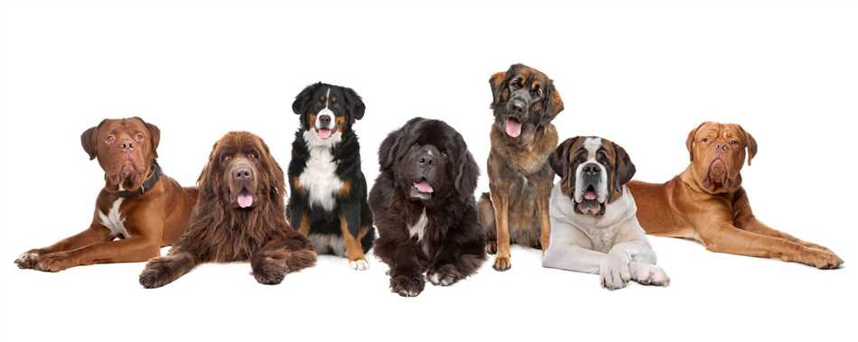 Особенности характера собак из 9 группы
