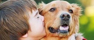 Какие собаки подходят для детей и охраны?
