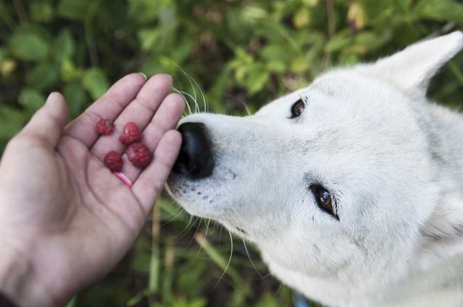 Какие ягоды нельзя собакам?