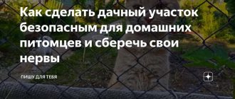 Какие животные могут на дачном участке делать подкоп?