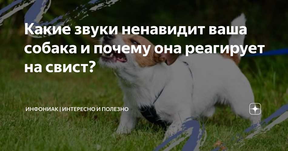 Механические звуки, которые могут не нравиться собакам