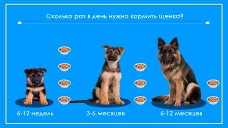 Режим и порции кормления щенка