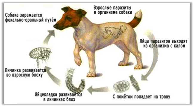 Коронавирус у собак: что нужно знать