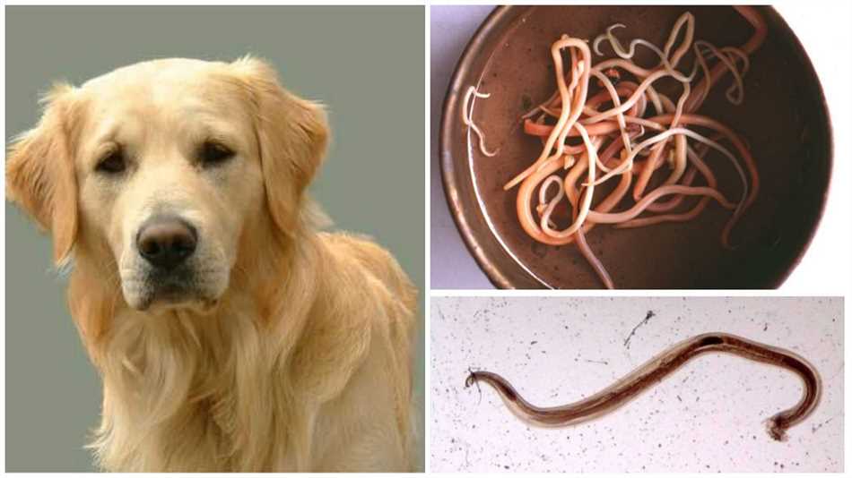 Токсокароз: болезнь, которую можно получить от собак
