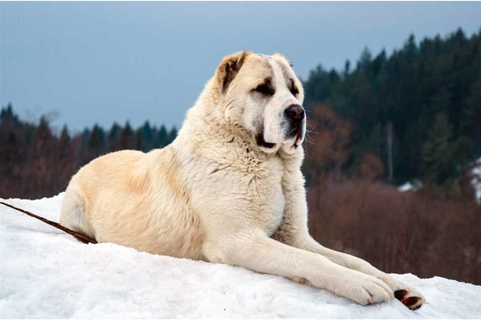 Крупные породы собак