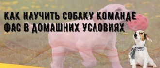 Как научить собаку команде место в домашних условиях: советы и методы