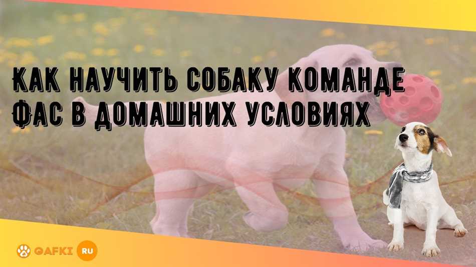 Как научить собаку команде место в домашних условиях?